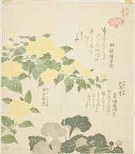 Yellow Roses (Yae yamabuki) and Creeping Saxifrages (Yukinoshita), from the series "Colle..., 1810s. Creator: Kubo Shunman.