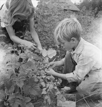 Possibly: Arnold children picking raspberries in the new berry..., Michigan Hill, Washington, 1939. Creator: Dorothea Lange.