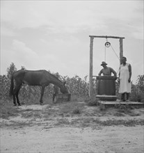 Possibly: Noontime chores, Granville County, North Carolina, 1939. Creator: Dorothea Lange.
