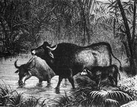 'The Indian Bison (Bos Gaurus)', c1891. Creator: James Grant.