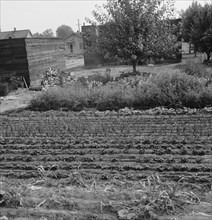 Possibly: Yakima shacktown, (Sumac Park) is one of several large shacktown..., Washington, 1939. Creator: Dorothea Lange.