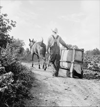 Possibly: Mr. Taylor and wage laborer slide tobacco, Granville County, North Carolina, 1939. Creator: Dorothea Lange.