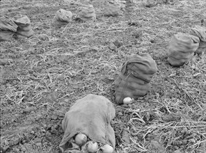 Onions drying in sacks in the field, Malheur County, Oregon, 1939. Creator: Dorothea Lange.