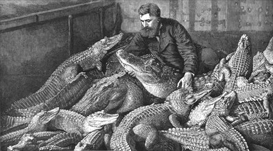 ''Mr M. Fernolet Feeding Crocodiles in a Menagerie, at Bone Algeria', 1888. Creator: Unknown.