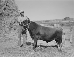 Mr. Botner with bull which he owns co-operatively..., Nyssa Heights, Malheur County, Oregon, 1939. Creator: Dorothea Lange.