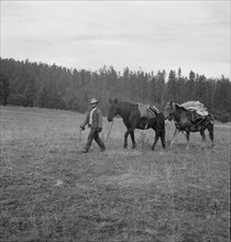 Basque sheep herder leading pack train down from summer camp, Bear Valley, Adams County, Idaho, 1939 Creator: Dorothea Lange.