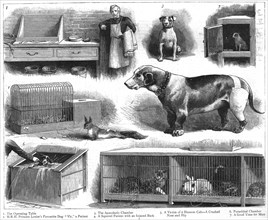 ''The Animals Institute-A Hospital for Horses, Dogs, Cats, etc..', 1888. Creator: Unknown.