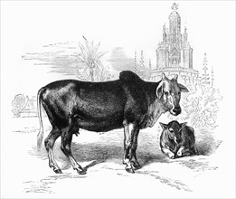 'The Sacred Cow of India', c1891. Creator: James Grant.