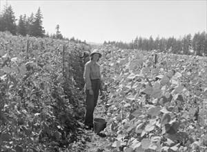 Possibly: Bean pickers at harvest time, near West Stayton, Marion County, Oregon, 1939. Creator: Dorothea Lange.