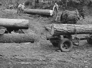 Members of Ola self-help sawmill co-op rolling white fir log..., Gem County, Idaho, 1939. Creator: Dorothea Lange.