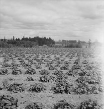 Shows the Arnold house, looking across their strawberry field..., Michigan Hill, Washington, 1939. Creator: Dorothea Lange.