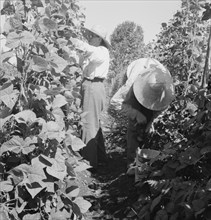 Possibly: Migrant pickers harvesting beans, near West Stayton, Marion County, Oregon, 1939. Creator: Dorothea Lange.