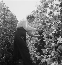 Possibly: Migrant pickers harvesting beans, near West Stayton, Marion County, Oregon, 1939. Creator: Dorothea Lange.