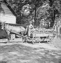 Possibly: Young son of tenant farmer gathering sticks..., Granville County, North Carolina, 1939. Creator: Dorothea Lange.