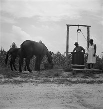Noontime chores, Granville County, North Carolina, 1939. Creator: Dorothea Lange.