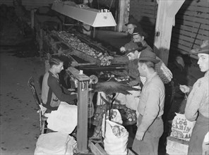 In packing shed, grading and sacking potat..., Tulelake, Siskiyou County, California, 1939 Creator: Dorothea Lange.