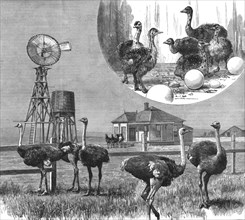 '' Ostrich Farm at Los Angeles, California', 1888. Creator: Unknown.