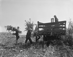 Cooperating farmers load wagons with corn..., Yamhill County, Oregon, 1939. Creator: Dorothea Lange.
