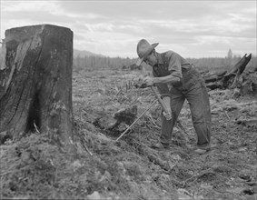 Shows method of pulling tomarack stump, Bonner County, Idaho, 1939. Creator: Dorothea Lange.