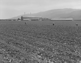 Spreckels sugar factory and sugar beet field, Monterey County, California, 1939. Creator: Dorothea Lange.