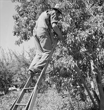 Possibly: Picking pears, Pleasant Hill Orchard, Yakima Valley, Washington, 1939. Creator: Dorothea Lange.