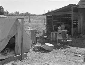 Possibly: Bean pickers camp in grower's yard..., near West Stayton, Marion County, Oregon, 1939. Creator: Dorothea Lange.