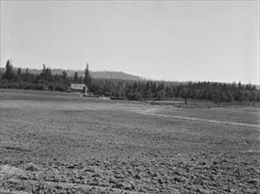 The Nieman farm showing cleared land on..., near Vader,  Lewis County, Western Washington, 1939. Creator: Dorothea Lange.