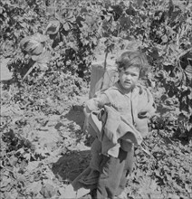 Children work in the hops in Oregon often all day...Independence, Polk County, Oregon, 1939. Creator: Dorothea Lange.