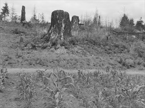 Shows charater of the land in the hills surrounding Elma, Grays Harbor, Western Wasington, 1939. Creator: Dorothea Lange.