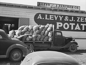 The potato shed during busy season, Tulelake, Siskiyou County, California, 1939. Creator: Dorothea Lange.