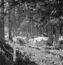 Large private auto camp in woods at end of day, near West Stayton, Marion County, Oregon, 1939. Creator: Dorothea Lange.
