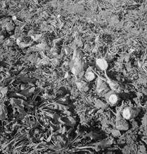 Topped sugar beets lying in field, near Nyssa, Malheur County, Oregon, 1939. Creator: Dorothea Lange.