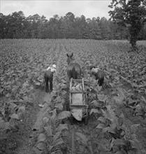 Tobacco field in early morning where white sharecropper..., Shoofly, North Carolina, 1939. Creator: Dorothea Lange.