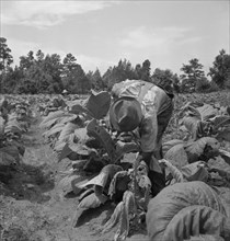 Possibly: Negro tenants topping and suckering tobacco plants, Granville County, North Carolina, 1939 Creator: Dorothea Lange.