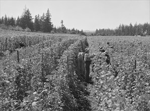 Bean pickers at harvest time, near West Stayton, Marion County, Oregon, 1939. Creator: Dorothea Lange.