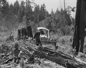 Bulldozer equipped with grader blade pushing over a..., Lewis County, near Vader, Washington, 1939. Creator: Dorothea Lange.