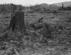 Stump farmer prepares to blow out tamarack stump, Bonner County, Idaho, 1939. Creator: Dorothea Lange.