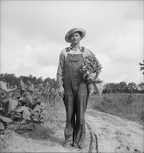 White sharecropper, Mr. Taylor, has just finished priming..., Granville County, North Carolina, 1939 Creator: Dorothea Lange.