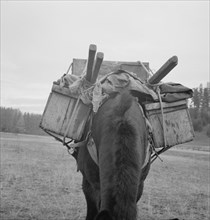 Possibly: Pack animal coming down from summer sheep camp, Adams County, Idaho, 1939. Creator: Dorothea Lange.