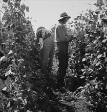 Migrant pickers harvesting beans,near West Stayton, Marion County, Oregon, 1939. Creator: Dorothea Lange.