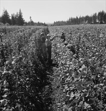 Migrant pickers harvesting beans,near West Stayton, Marion County, Oregon, 1939. Creator: Dorothea Lange.