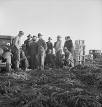 Migratory field workers at 5 a.m. waiting in the carrot field to hold a place to work, 1939. Creator: Dorothea Lange.