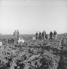 Migratory field workers at 5 a.m. waiting in the carrot field..., 1939. Creator: Dorothea Lange.