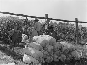 Beanfield - weigh scales, pickers, and sacked beans at edge of..., near West Stayton, Oregon, 1939. Creator: Dorothea Lange.