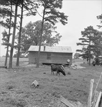 Negro sharecropper house seen from rear, Person County, North Carolina, 1939. Creator: Dorothea Lange.