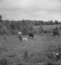 Farm boy with his dog as companion ties out cow in pasture..., Person County, North Carolina, 1939. Creator: Dorothea Lange.