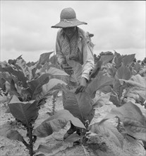 Daughter of Negro sharecropper goes up and...the tobacco, Wake County, North Carolina, 1939. Creator: Dorothea Lange.