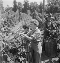 Possibly: View of hop yard, pickers at work, near Independence, Polk County, Oregon, 1939. Creator: Dorothea Lange.