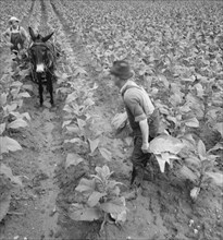 White sharecropper and wage laborer priming..., Granville County, North Carolina, 1939. Creator: Dorothea Lange.
