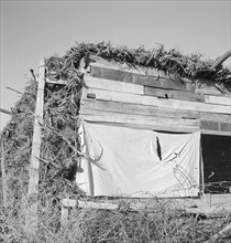 Shows construction of chicken house, sage bush thatched, Dead Ox Flat, Malheur County, Oregon, 1939. Creator: Dorothea Lange.